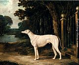 John Frederick Herring Snr Wall Art - Vandeau, A White Greyhound